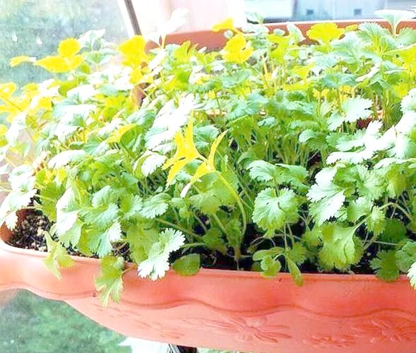 盆栽香菜冬天会被冻死吗？-第3张图片-吾爱花网