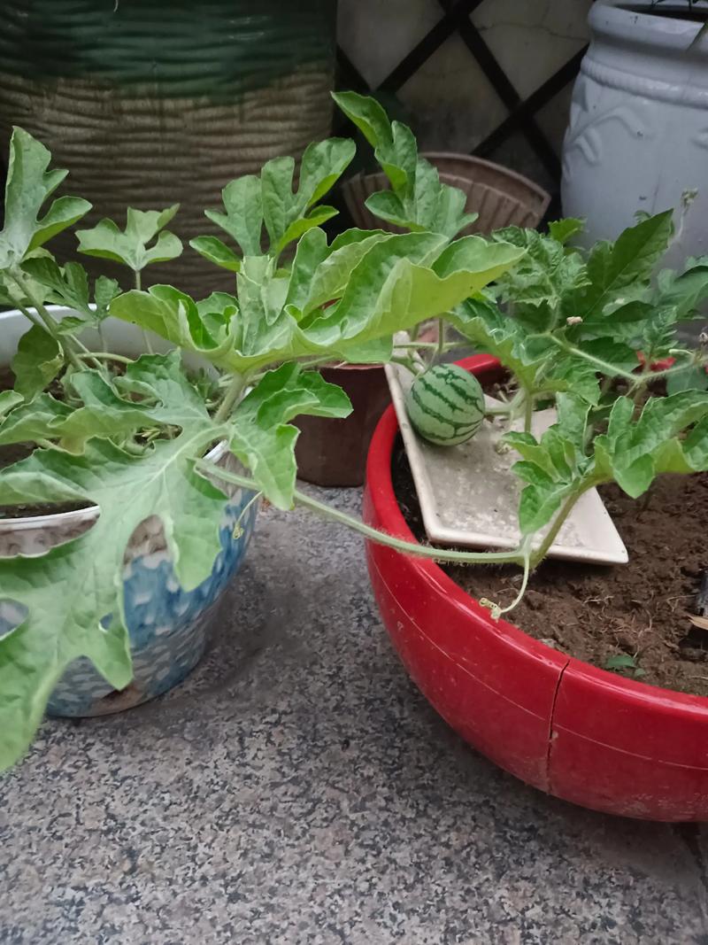 西瓜籽能种出盆栽西瓜吗？-第1张图片-吾爱花网