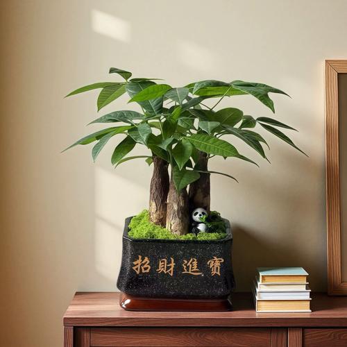 室内盆栽果蔬有哪些好品种？-第2张图片-吾爱花网