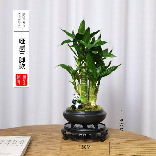 适合送长辈的养生盆栽-第3张图片-吾爱花网