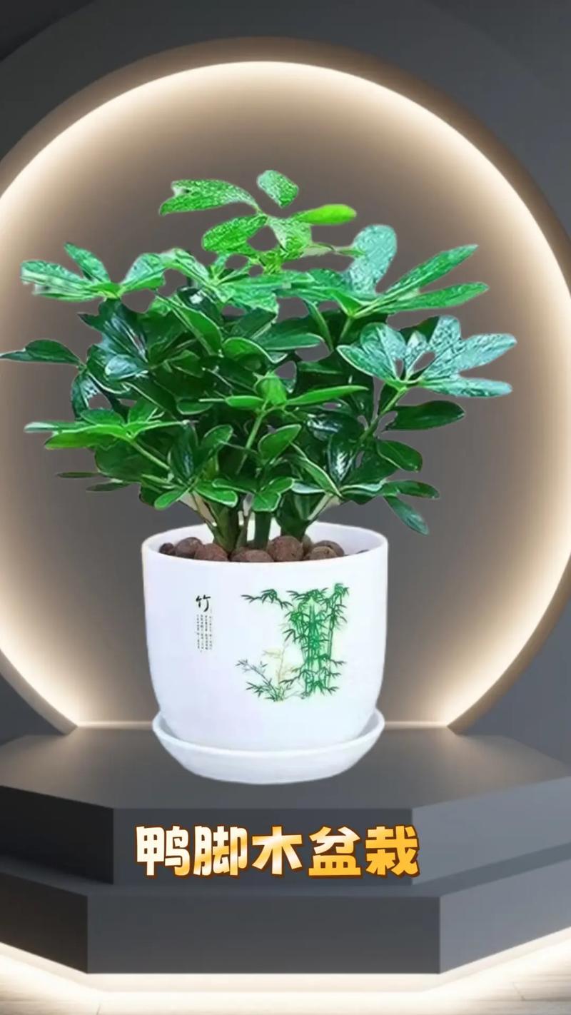 适合送长辈的养生盆栽-第2张图片-吾爱花网