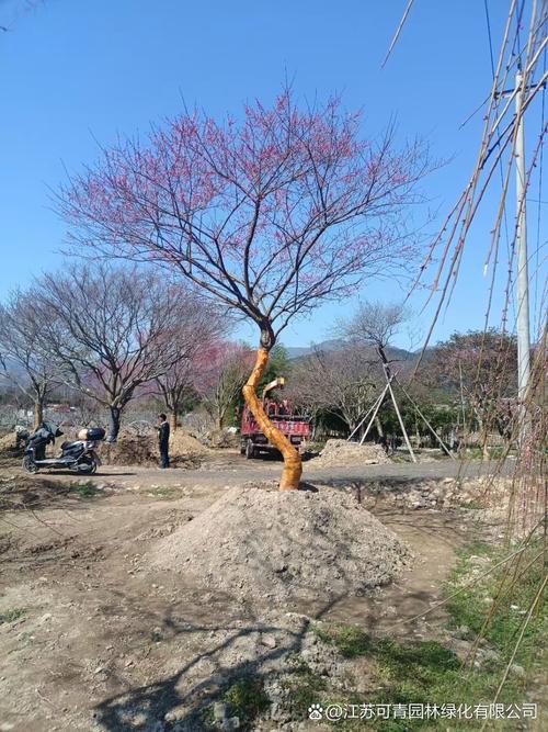 辽宁盆栽树木如何安全室外过冬？-第1张图片-吾爱花网