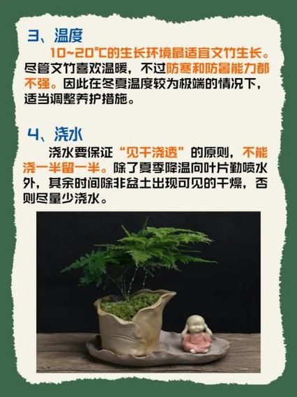 水培文竹注意事项和禁忌-第2张图片-吾爱花网