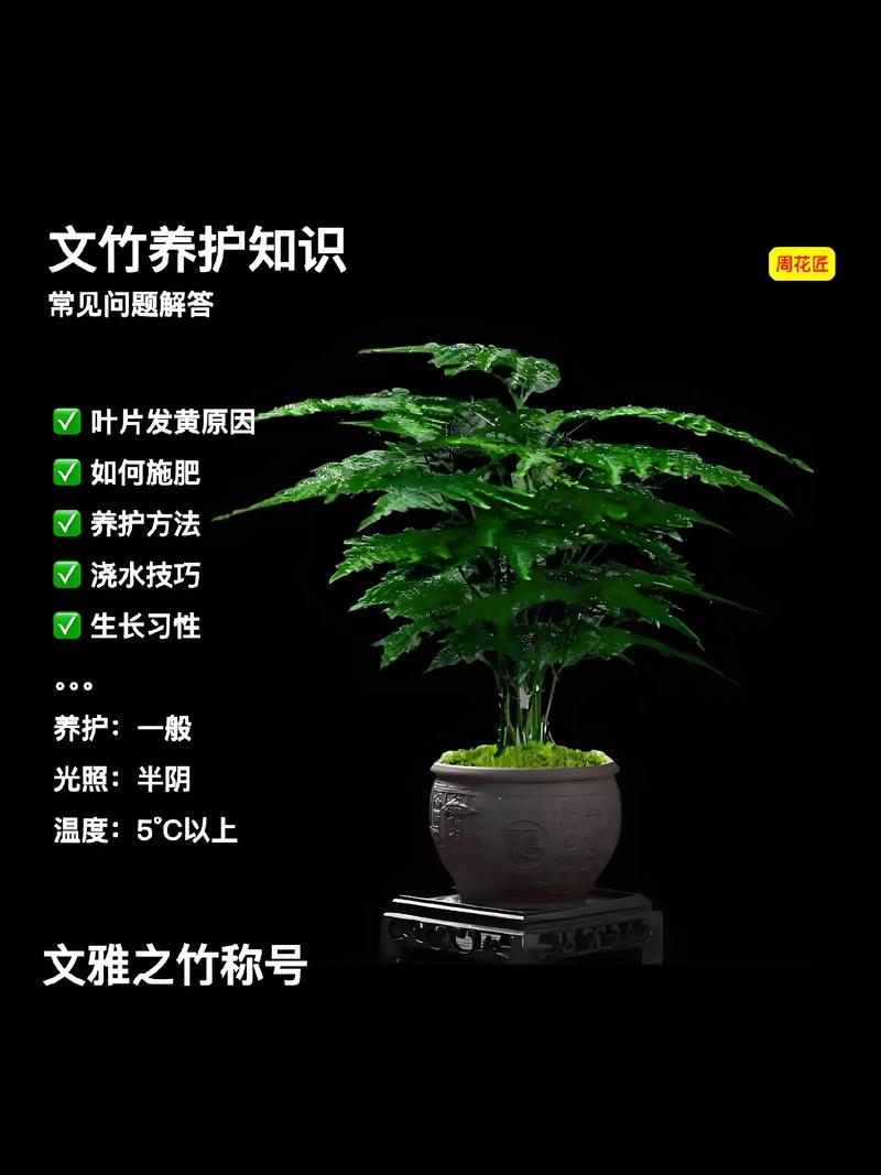 水培文竹注意事项和禁忌-第1张图片-吾爱花网 水培文竹注意事项和禁忌-第1张图片-吾爱花网