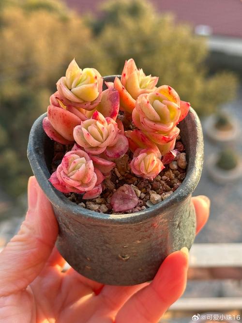 多肉雪地玫瑰什么上盆-第1张图片-吾爱花网