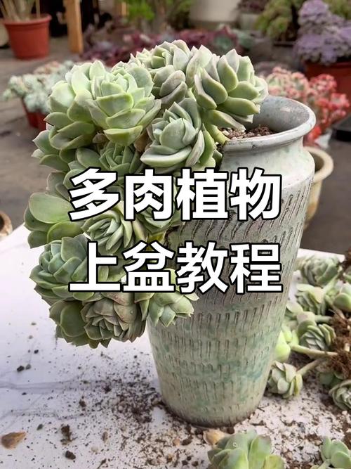 多肉雪地玫瑰什么上盆-第3张图片-吾爱花网