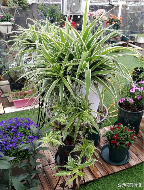 多肉吊兰品种有多少？附图片看图识种？-第2张图片-吾爱花网