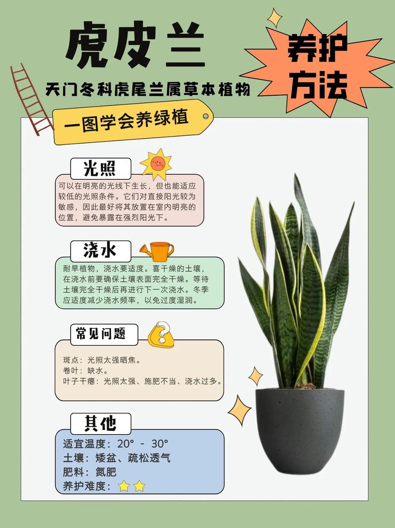 虎皮兰适合水培还是土培-第1张图片-吾爱花网