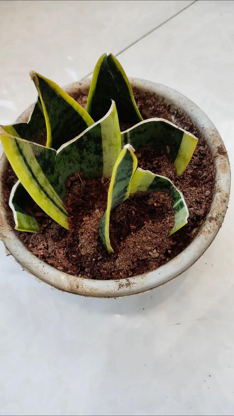 虎皮兰适合水培还是土培-第3张图片-吾爱花网