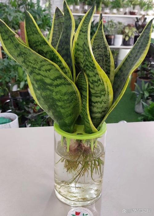 虎皮兰适合水培还是土培-第2张图片-吾爱花网