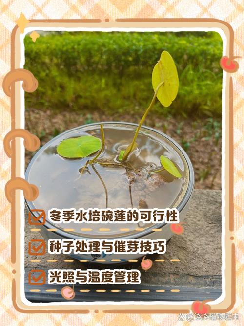 冬天碗莲水培种子怎么养-第3张图片-吾爱花网