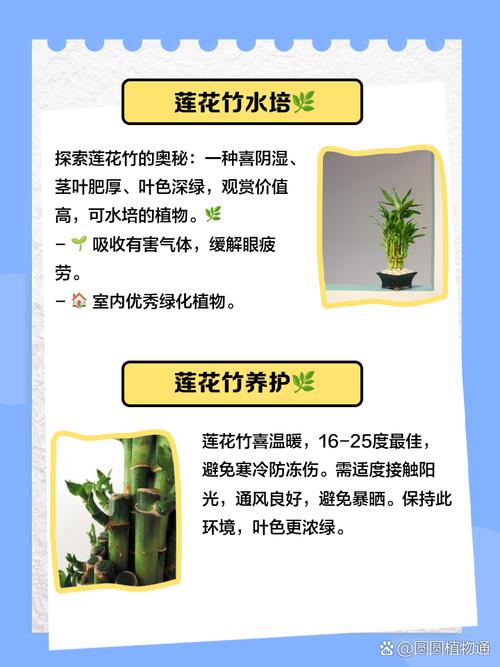 荷花竹水培多久换一次水？-第1张图片-吾爱花网