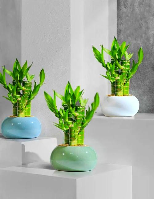 荷花竹水培多久换一次水？-第2张图片-吾爱花网