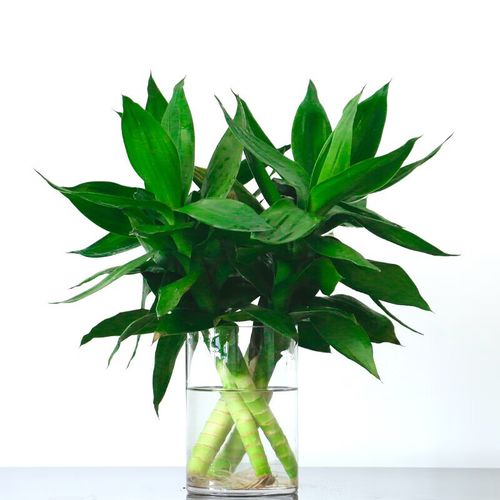 荷花竹水培多久换一次水？-第3张图片-吾爱花网