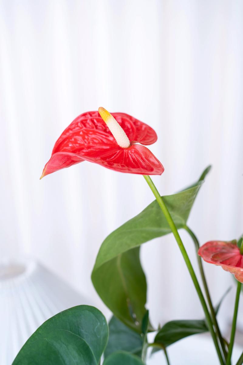 水培红掌叶子发青不够红怎么办？-第1张图片-吾爱花网