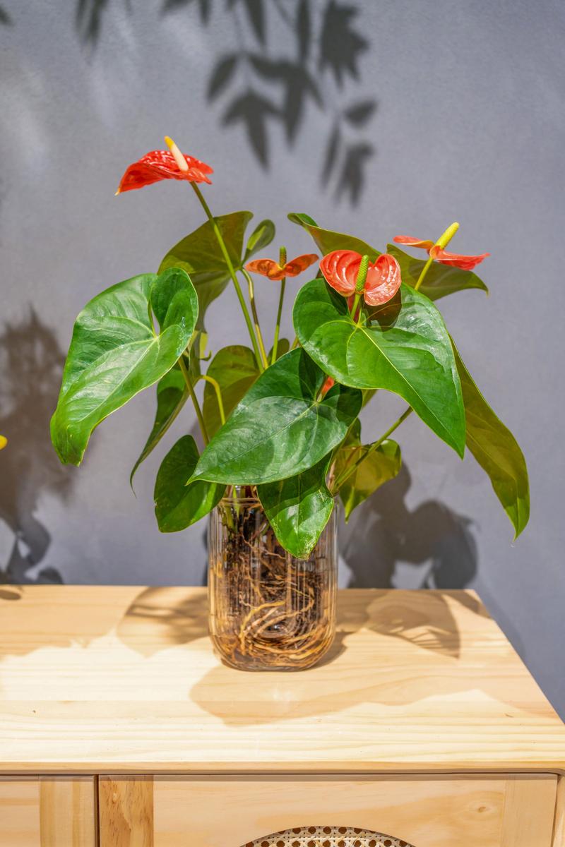 水培红掌叶子发青不够红怎么办？-第2张图片-吾爱花网