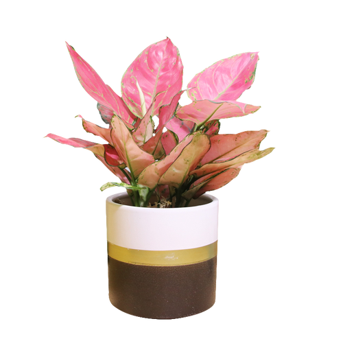 如意皇后水培用什么水好-第1张图片-吾爱花网