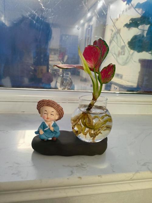 如意皇后水培用什么水好-第2张图片-吾爱花网