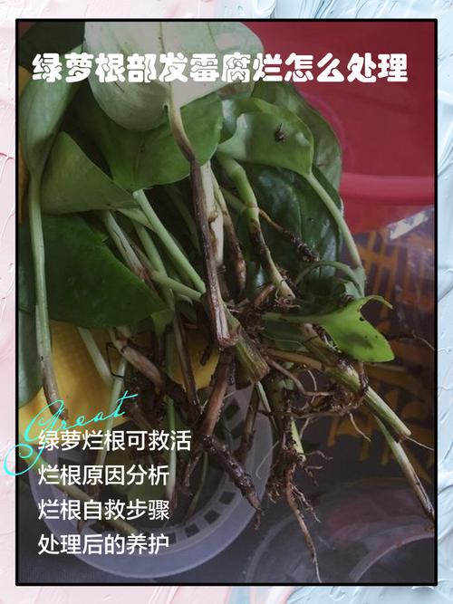 水培绿萝根部坏了咋回事-第1张图片-吾爱花网