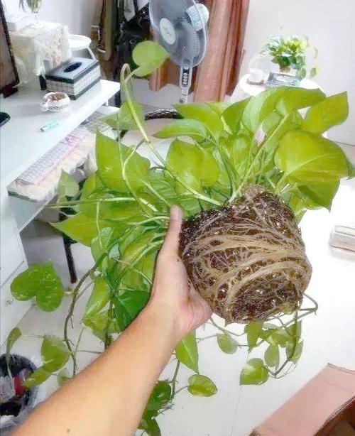 水培绿萝根部坏了咋回事-第3张图片-吾爱花网