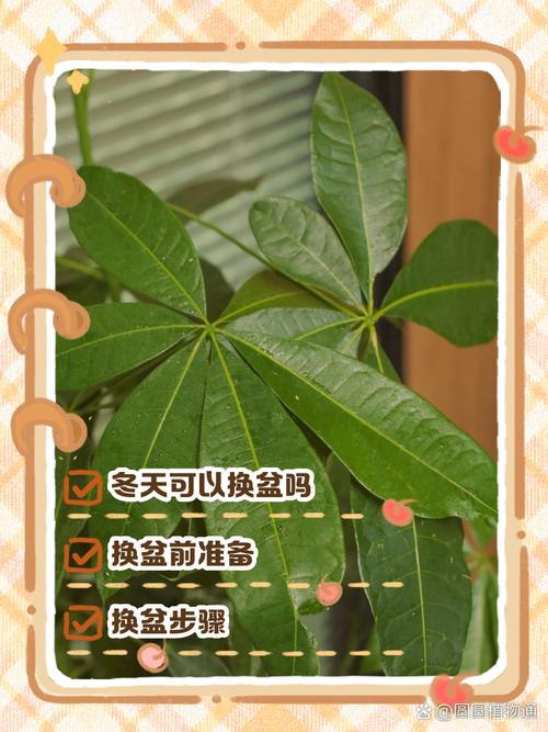 盆栽冬季何时移入室内最合适？-第1张图片-吾爱花网