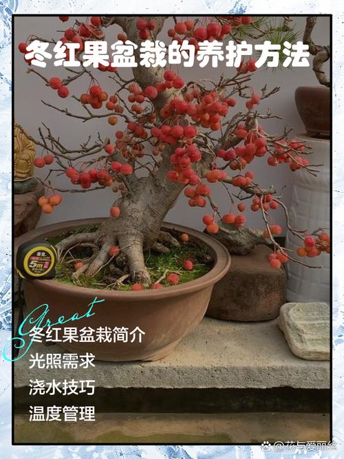 盆栽冬季何时移入室内最合适？-第3张图片-吾爱花网