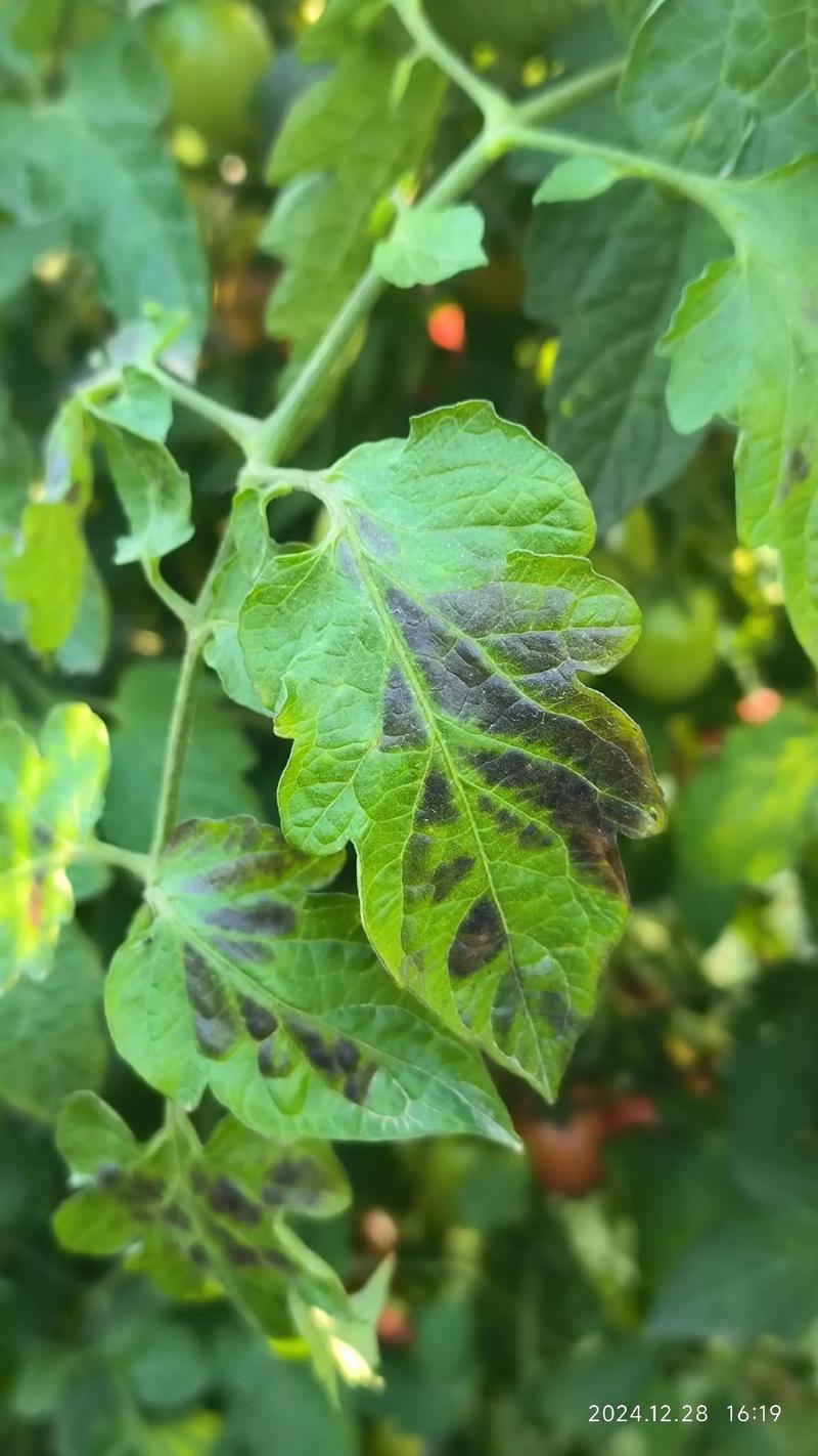 盆栽小西红柿叶子蔫了-第3张图片-吾爱花网