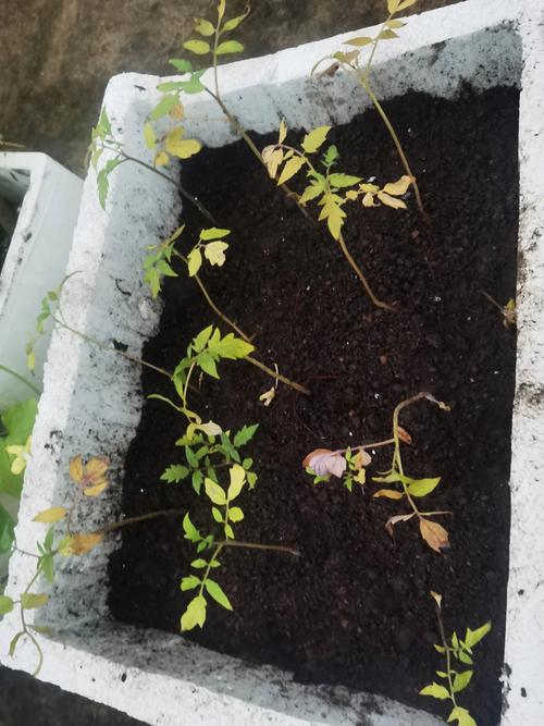 盆栽小西红柿叶子蔫了-第2张图片-吾爱花网