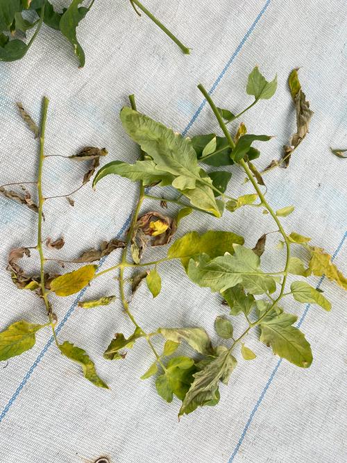 盆栽小西红柿叶子蔫了-第1张图片-吾爱花网