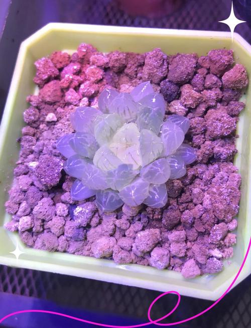 水培玉露转土培怎么移植？-第3张图片-吾爱花网