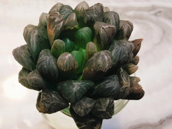 水培玉露转土培怎么移植？-第2张图片-吾爱花网