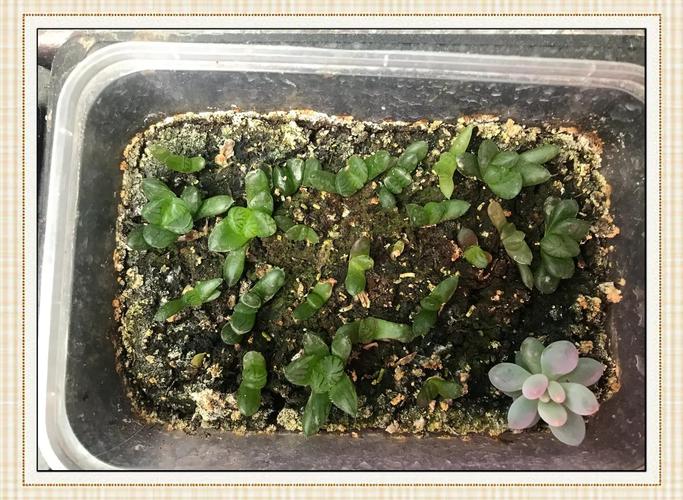 水培玉露转土培怎么移植？-第1张图片-吾爱花网