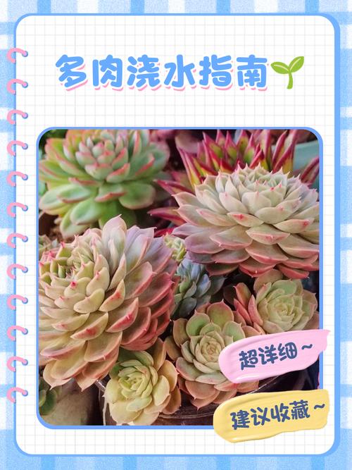 新种植多肉需要浇水吗-第1张图片-吾爱花网