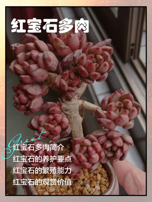 冬天红宝石多肉怎么养才好？-第3张图片-吾爱花网