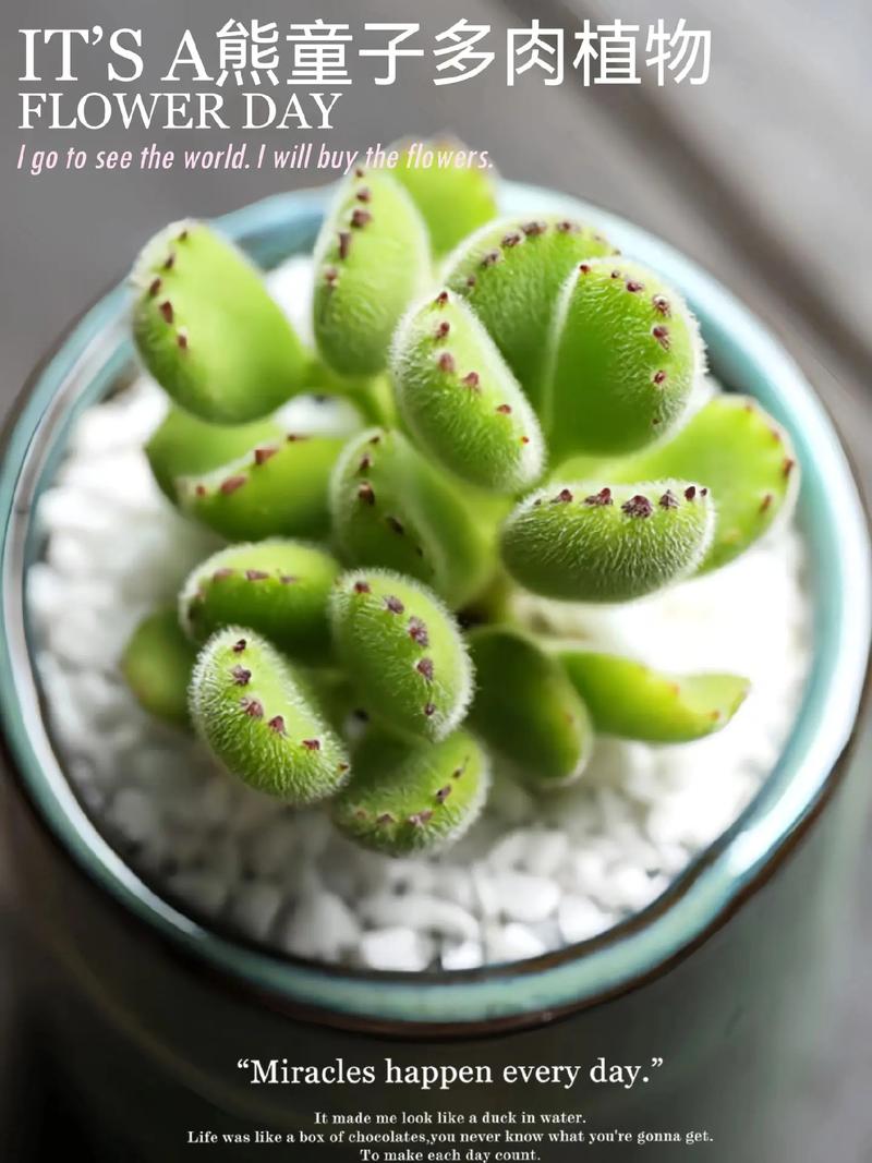 熊童子会长新叶子吗？-第1张图片-吾爱花网