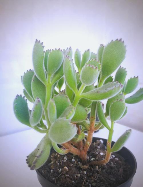 熊童子会长新叶子吗？-第2张图片-吾爱花网