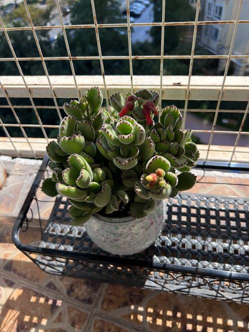 熊童子会长新叶子吗？-第3张图片-吾爱花网