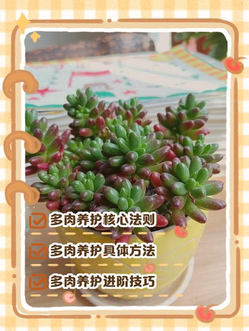 新移植多肉怎么浇水才合适？-第1张图片-吾爱花网