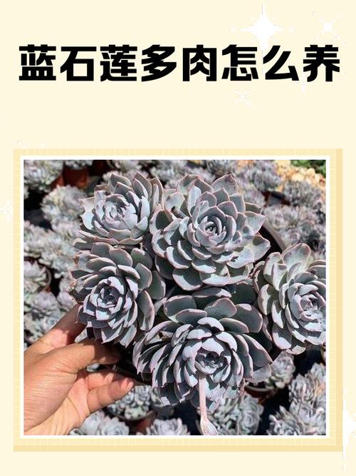 兰花和多肉哪个容易养-第1张图片-吾爱花网