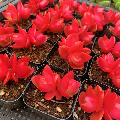 多肉火炬的花语和寓意-第1张图片-吾爱花网