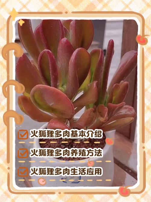 多肉火炬的花语和寓意-第2张图片-吾爱花网