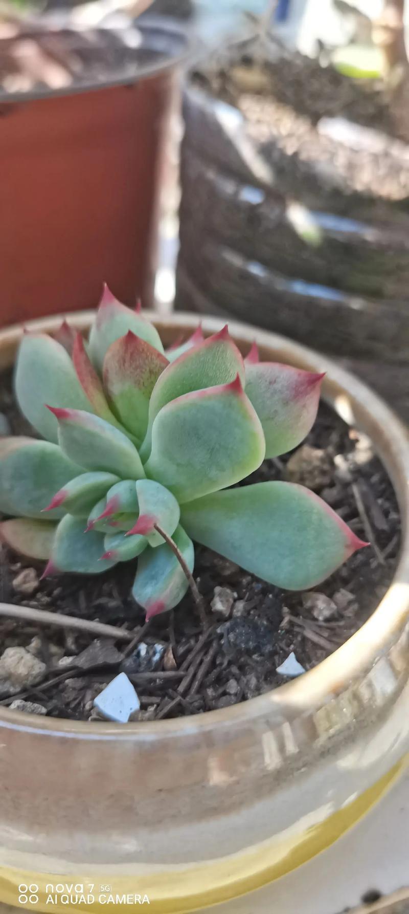 鬼魅和吉娃娃多肉有何区别？-第1张图片-吾爱花网