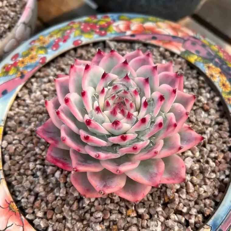 鬼魅和吉娃娃多肉有何区别？-第2张图片-吾爱花网