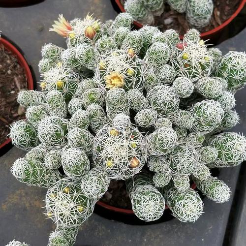 多肉白鸟为何总是长不大？-第1张图片-吾爱花网