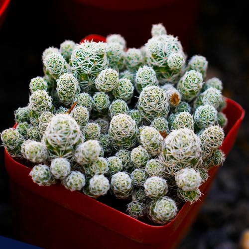 多肉白鸟为何总是长不大？-第3张图片-吾爱花网