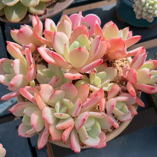 多肉移植后能晒太阳吗？-第1张图片-吾爱花网