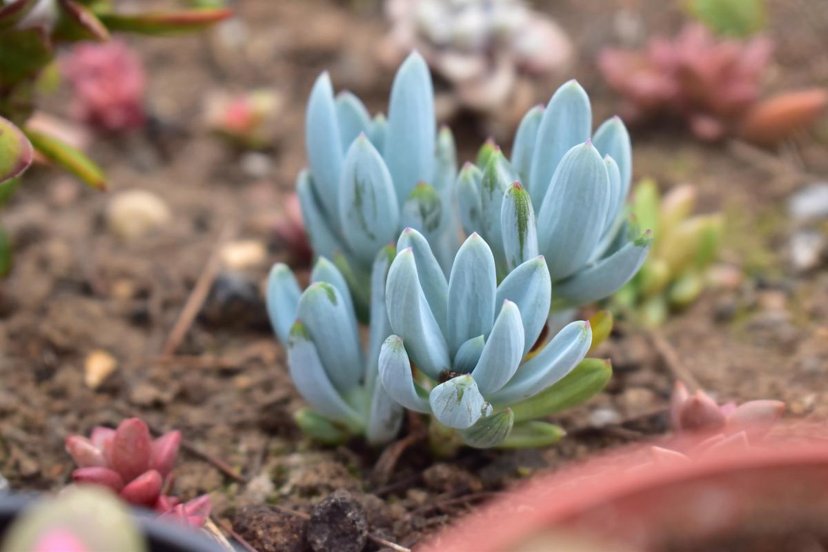 多肉移植后能晒太阳吗？-第3张图片-吾爱花网