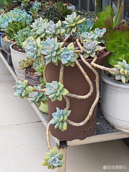 多肉移植后能晒太阳吗？-第2张图片-吾爱花网