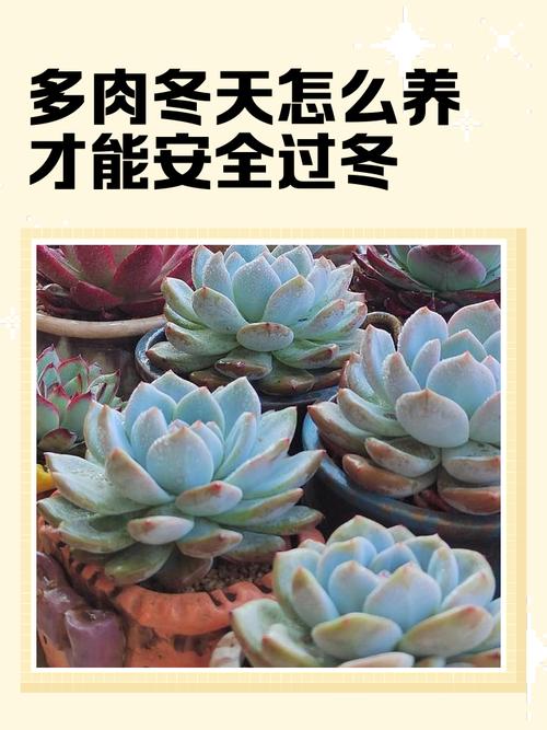 北京多肉适合露养温度-第1张图片-吾爱花网