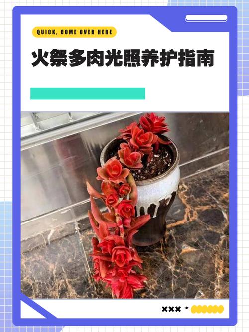 北京多肉适合露养温度-第2张图片-吾爱花网